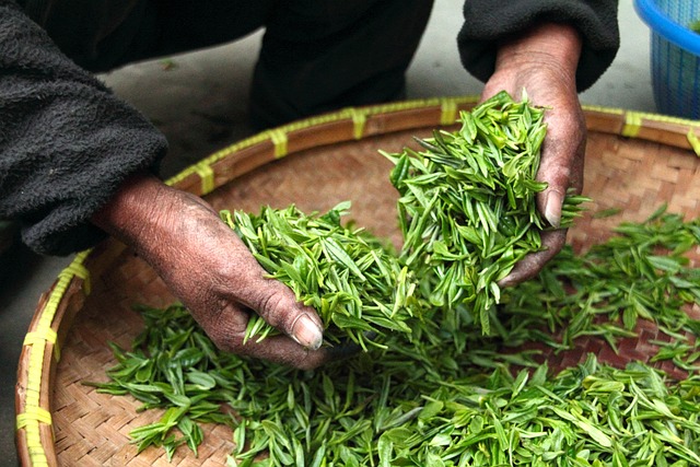 tea, leaves, nature